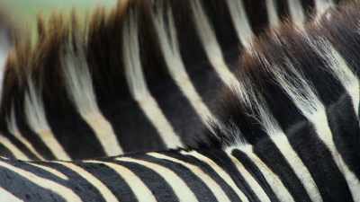 But, when the zebras move,
the stripes create confusion. - Attenborough's Life in Colour