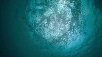 But their daily feeding forays make
their movements predictable - Prehistoric Planet