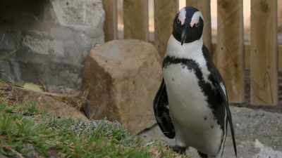but their family's future... - Penguin Town
