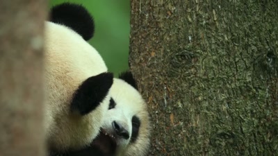 'But their fortunes
are slowly changing, - A Year on Planet Earth