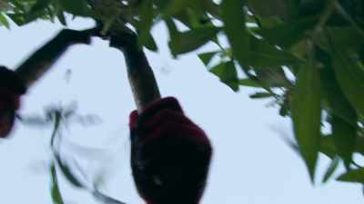 But their huge metal beaks... - Penguin Town