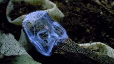 But their large skulls do contain
a remarkable third eye, - Modern Dinosaurs