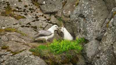 But their nests
are in other fox territories - Wild Babies