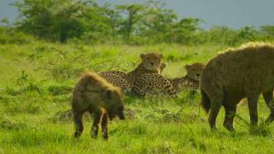 But when their rivals decide to
move in to join them, - Serengeti