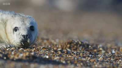 But then, after a few days, the
youngsters start to explore. - Wild Isles