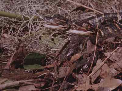 But then again,
they're just as apt to return
to fighting each other. - Prowlers of the Everglades