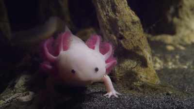But then he becomes one and
realizes that they don't move - Ambient Swim