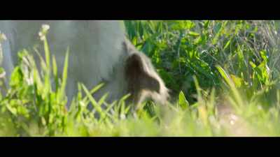 But then Blue found another pest. - The Biggest Little Farm: The Return