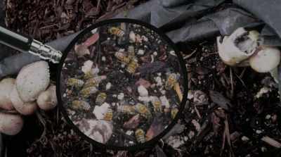 But then it dawned on me, - Fantastic Fungi