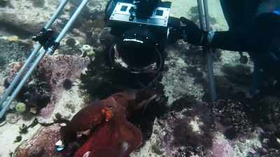 But then discover the grave consequences - Blue Planet II