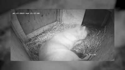 But then she kinda started
to look like something - Secrets of the Zoo