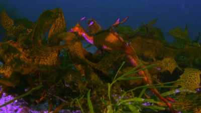 But then, one year,
they were all disappearing - Chasing Coral
