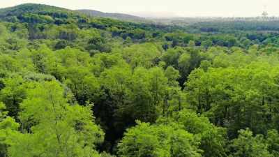 But then, we partnered with
the trees and the plants... - Cosmos: Possible Worlds