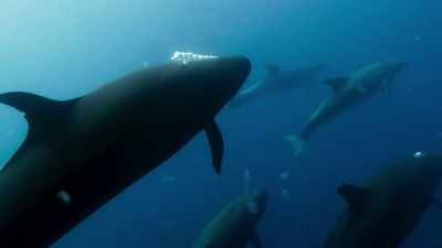But then,
something truly extraordinary happens. - Blue Planet II