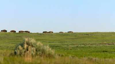 But there also was a
capacity to deny and to believe - The American Buffalo