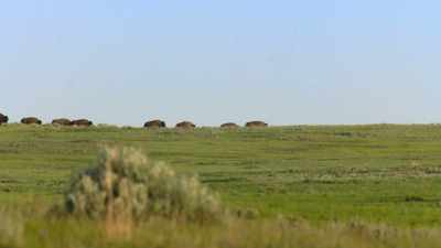 But there also was
a capacity to deny - The American Buffalo