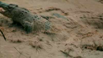 BUT THERE ARE ALSO
MANY CREATURES - Expedition Mungo