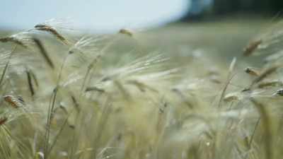 But there are plants that have found
a deeper partnership with us, - The Green Planet