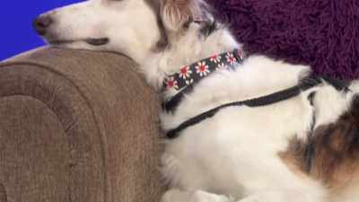 But there can only be one
Best in Couch Potato - 2022 American Rescue Dog Show