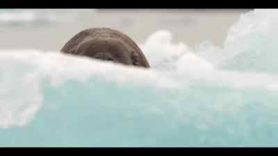 But there comes a time
when every male walrus - Our Oceans