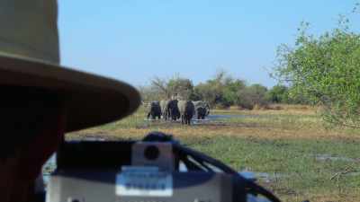 But there is one key character
they're all rooting for. - In the Footsteps of Elephant