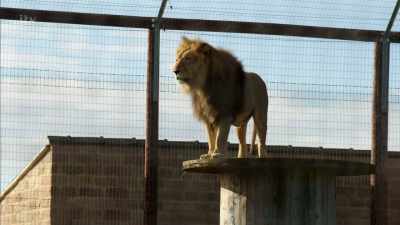 'But there was one more
I wanted to see. - Britain's Tiger Kings - On the Trail with Ross Kemp