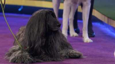 But there was one that really
stood out to me, for sure. - 2022 American Rescue Dog Show
