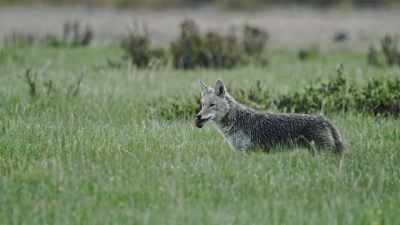 But there's a catch: - Epic Yellowstone