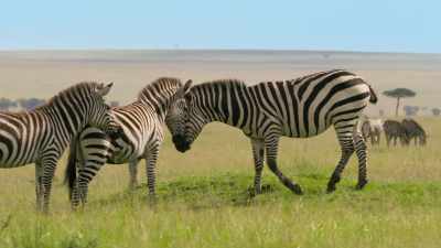 But there's another
threat on these plains. - Attenborough's Life in Colour