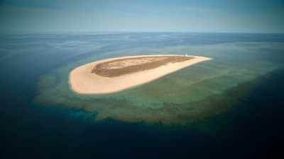 But there's no trees on Raine Island. - Welcome to Earth