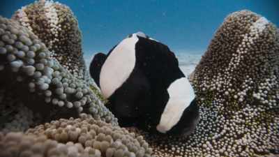 But there's nothing solid here
for the female to lay them on. - Blue Planet II
