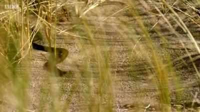 But there's another reptile
in the dunes. - Wales: Land of the Wild