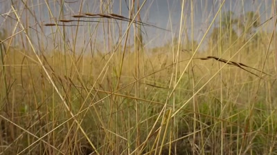But there's something troubling
on the wind. - A Year on Planet Earth