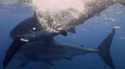 But there's still
not enough evidence - Shark Attack Files