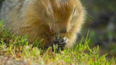But while these animals
have everything they need, - Predators