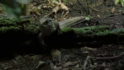 But these animals survived - Modern Dinosaurs