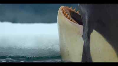 But these are not any old killer whales. - Our Oceans