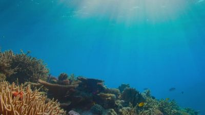 But these coral cities are fragile. - Tiny World