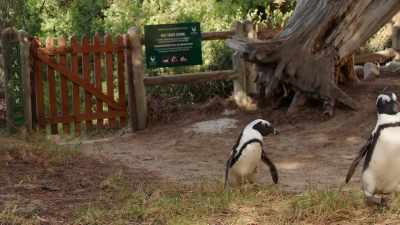 But these first-timers don't have a clue. - Penguin Town