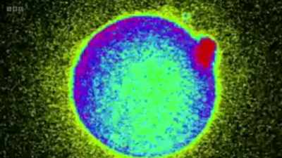But these levels
then need to drop if an egg - The Human Body: Secrets of Your Life Revealed