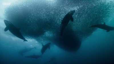But these polar seas are so rich
that there appears - Planet Earth: A Celebration