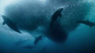 But these polars seas are so rich - Blue Planet II
