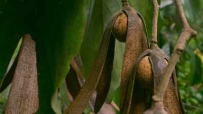 But these seeds have been
produced by a dipterocarp... - The Green Planet