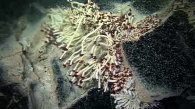 BUT THESE STRANGE MARINE
CREATURES ARE TOO SMALL - Strange Evidence