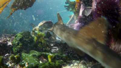 But these tough-skinned little sharks - Blue Planet II
