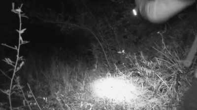 But these two trees,
see the other one right here, - Expedition Bigfoot