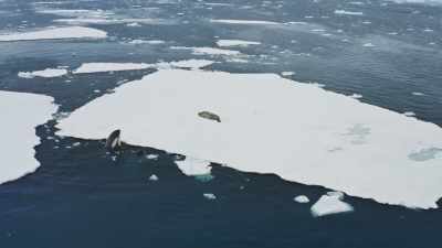 But if they are to catch
a seal resting on - Frozen Planet II