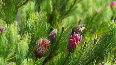 But if they are to see
a fire lily, they need a fire. - The Green Planet