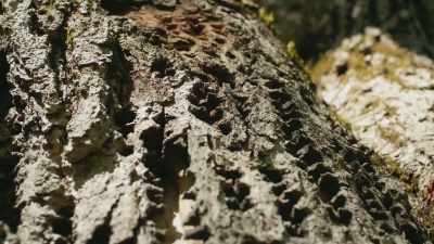 But if they completely encircle
the trunk, - The Green Planet