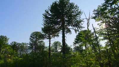 But they were cut down
to make way for farmland - Our Great National Parks